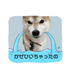 柴犬フミさんの生活（個別スタンプ：23）