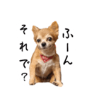 すさんだ犬と猫（個別スタンプ：2）