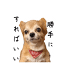 すさんだ犬と猫（個別スタンプ：3）