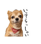 すさんだ犬と猫（個別スタンプ：5）