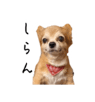 すさんだ犬と猫（個別スタンプ：6）