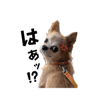 すさんだ犬と猫（個別スタンプ：11）