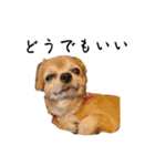 すさんだ犬と猫（個別スタンプ：13）