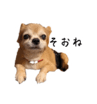 すさんだ犬と猫（個別スタンプ：20）