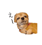 すさんだ犬と猫（個別スタンプ：21）