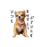 すさんだ犬と猫（個別スタンプ：22）