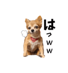 すさんだ犬と猫（個別スタンプ：23）