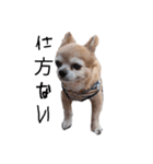 すさんだ犬と猫（個別スタンプ：24）