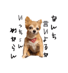 すさんだ犬と猫（個別スタンプ：25）