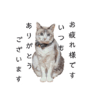 すさんだ犬と猫（個別スタンプ：27）