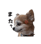 すさんだ犬と猫（個別スタンプ：32）