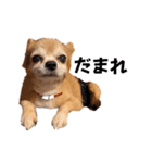 すさんだ犬と猫（個別スタンプ：33）