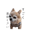 すさんだ犬と猫（個別スタンプ：34）