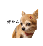 すさんだ犬と猫（個別スタンプ：38）