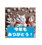 猫とクリスマスのほっこり時間（個別スタンプ：6）