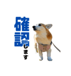 もちふわコーギーこむぎさん（個別スタンプ：16）