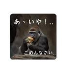 バーガーゴリラ（個別スタンプ：13）