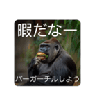 バーガーゴリラ（個別スタンプ：16）