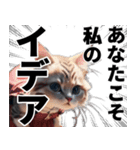 猫と考える哲学（個別スタンプ：6）