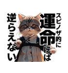 猫と考える哲学（個別スタンプ：11）