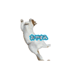 バロンのスタンプ(ˆ. ̫.⸝⸝ˆ)（個別スタンプ：2）