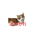 バロンのスタンプ(ˆ. ̫.⸝⸝ˆ)（個別スタンプ：6）