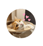 バロンのスタンプ(ˆ. ̫.⸝⸝ˆ)（個別スタンプ：14）