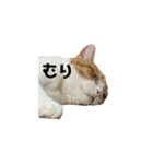 バロンのスタンプ(ˆ. ̫.⸝⸝ˆ)（個別スタンプ：16）