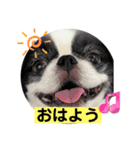 狆 ココ4（個別スタンプ：1）