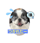 狆 ココ4（個別スタンプ：2）