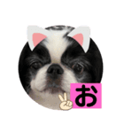 狆 ココ4（個別スタンプ：4）