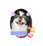 狆 ココ4（個別スタンプ：6）