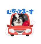 狆 ココ4（個別スタンプ：7）
