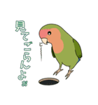 コザクラインコ好きスタンプ3（個別スタンプ：5）