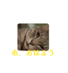 あくび猫みゃーちゃんの動く日常（個別スタンプ：1）