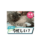 あくび猫みゃーちゃんの動く日常（個別スタンプ：15）