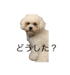 cutedogスタンプ（個別スタンプ：5）