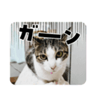 憎まれねこ（個別スタンプ：1）