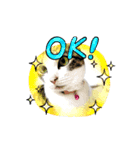 憎まれねこ（個別スタンプ：3）