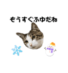 憎まれねこ（個別スタンプ：4）