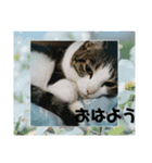 憎まれねこ（個別スタンプ：8）