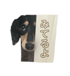 うちの特攻隊犬くうちゃん(ダックスフンド)（個別スタンプ：1）