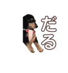 うちの特攻隊犬くうちゃん(ダックスフンド)（個別スタンプ：2）