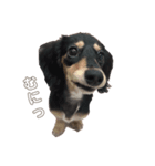 うちの特攻隊犬くうちゃん(ダックスフンド)（個別スタンプ：3）