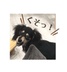 うちの特攻隊犬くうちゃん(ダックスフンド)（個別スタンプ：4）