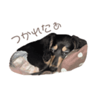 うちの特攻隊犬くうちゃん(ダックスフンド)（個別スタンプ：5）