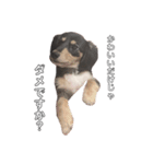 うちの特攻隊犬くうちゃん(ダックスフンド)（個別スタンプ：6）
