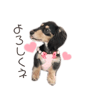 うちの特攻隊犬くうちゃん(ダックスフンド)（個別スタンプ：7）