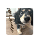 うちの特攻隊犬くうちゃん(ダックスフンド)（個別スタンプ：8）