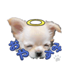 おはちとちゃみとつくし（個別スタンプ：1）